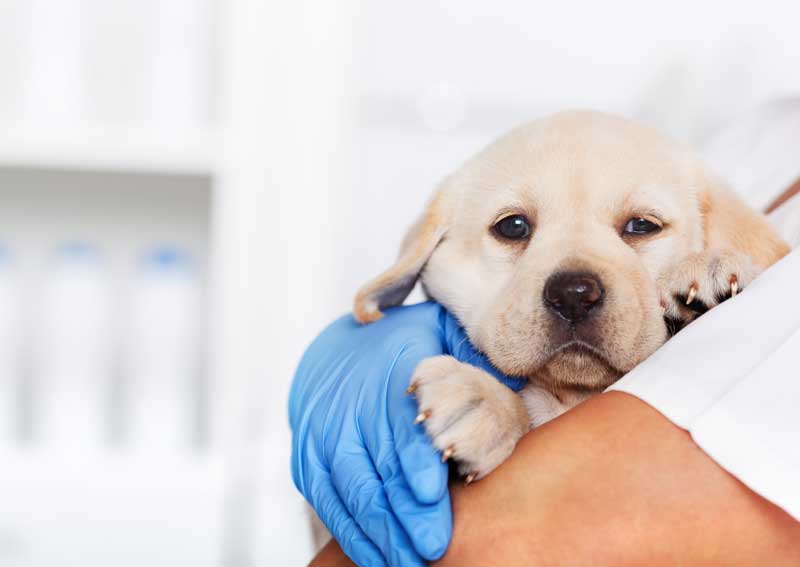 Carousel Slide 2: Puppy veterinary care