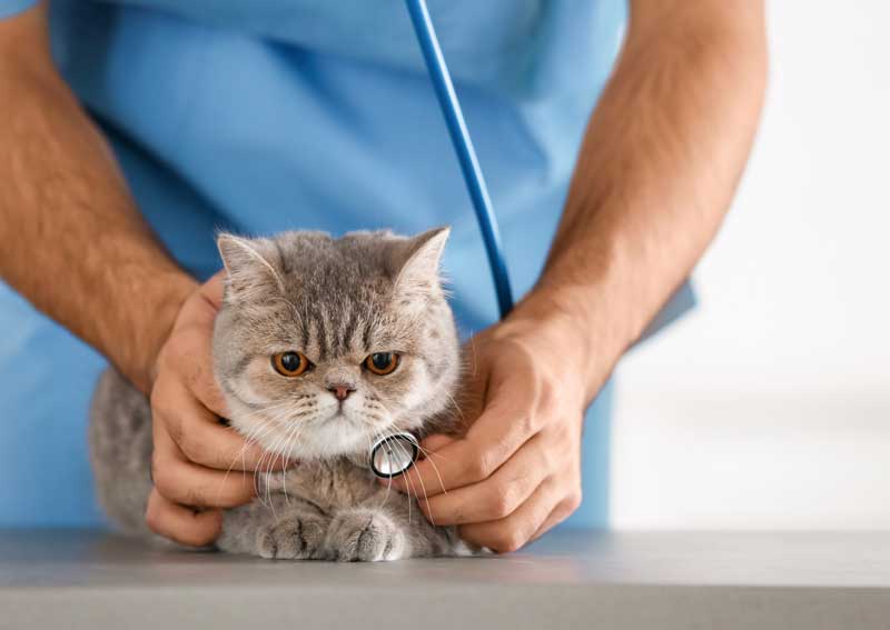 Carousel Slide 1: Cat veterinary visits